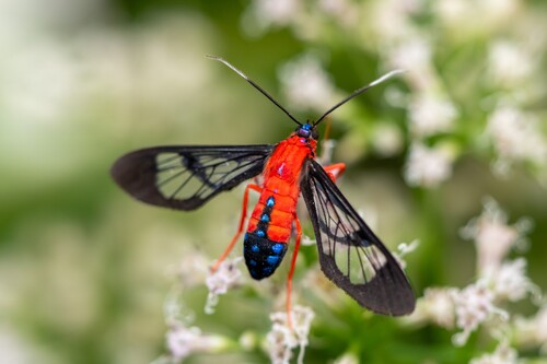 Scarlet-bodied Wasp Moth photo 6