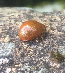 Dicranosterna semipunctata