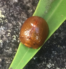 Dicranosterna semipunctata