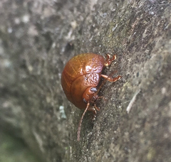 Dicranosterna semipunctata