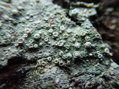 Pertusaria subambigens