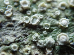 Pertusaria subambigens