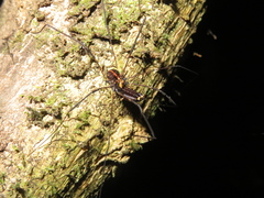 Forsteropsalis pureora