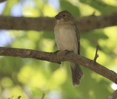 Sporophila albogularis