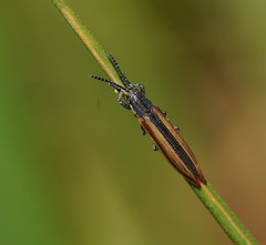 Eurispa vittata