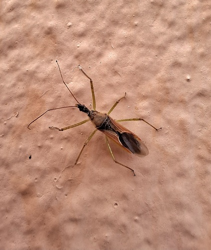 Leafhopper Assassin Bug