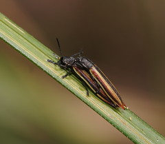 Eurispa vittata