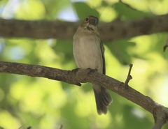 Sporophila albogularis
