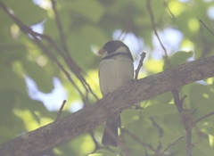 Sporophila albogularis