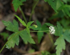 Hydrocotyle geraniifolia