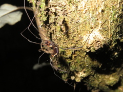 Forsteropsalis pureora