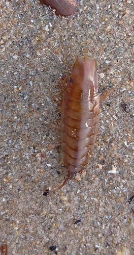 Baltic Isopod, Zandvoort, Koper-Passerel/Station, 2042 KV Zandvoort, Niederlande, photo 7 of 10
