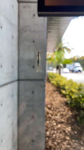 Unknown species found near Orlando