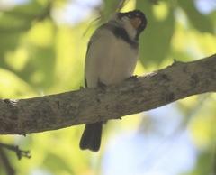 Sporophila albogularis