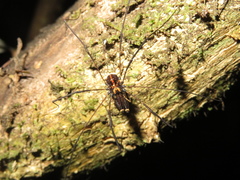 Forsteropsalis pureora