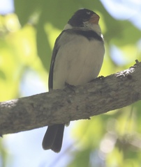 Sporophila albogularis