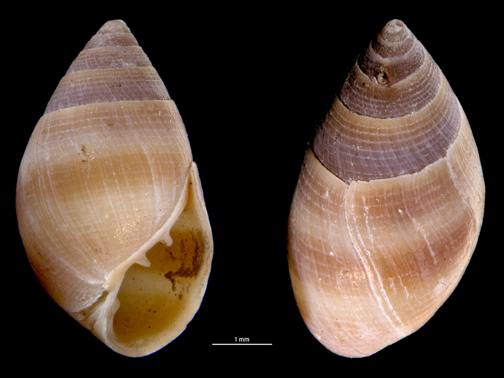 Allochroa layardi