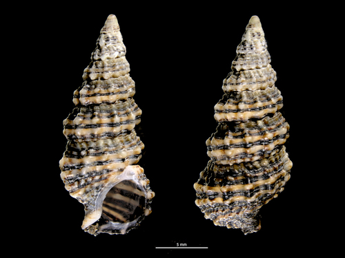 Cerithium kobelti observed 2023-06-07