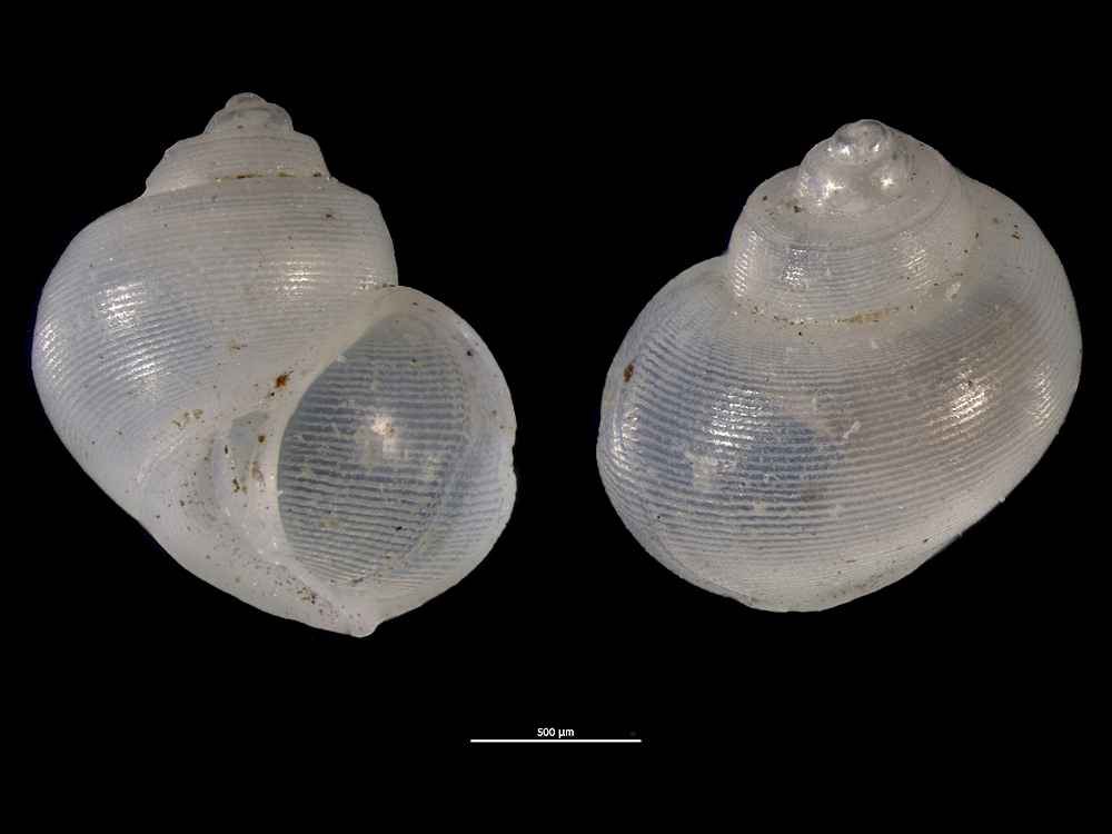 Crosseola bellula