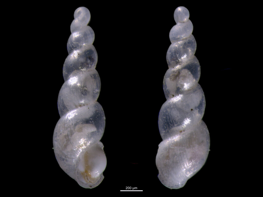 Ebalina