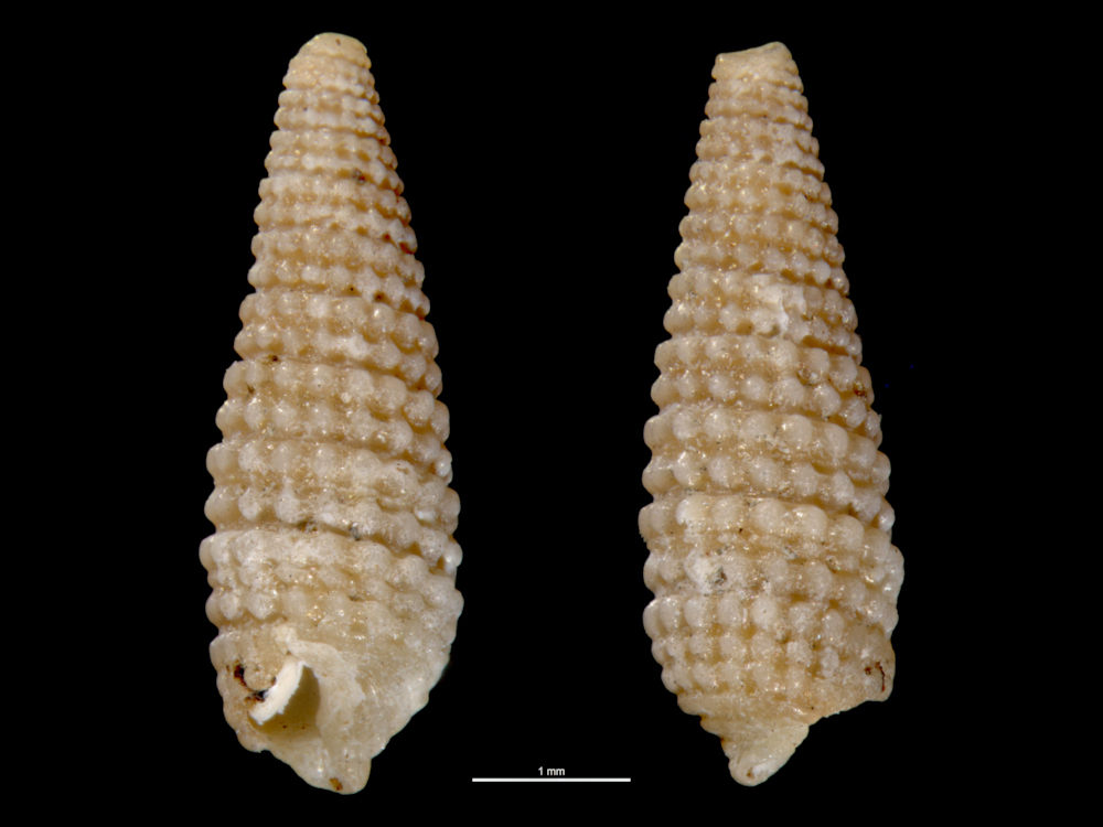 Litharium kurodai