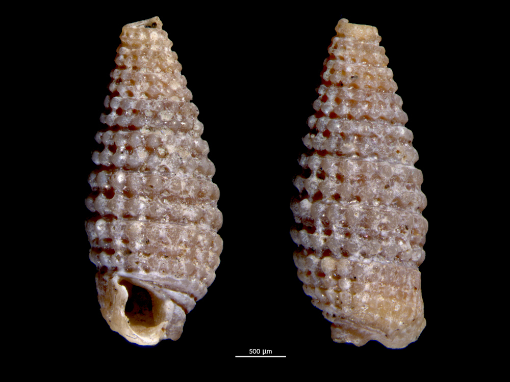 Mastonia rubra