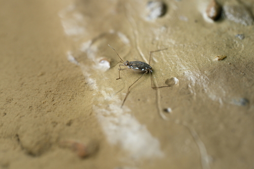 Amemboa observed 2025-08-12