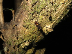 Forsteropsalis pureora