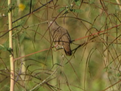 Columbina talpacoti