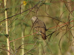 Columbina talpacoti