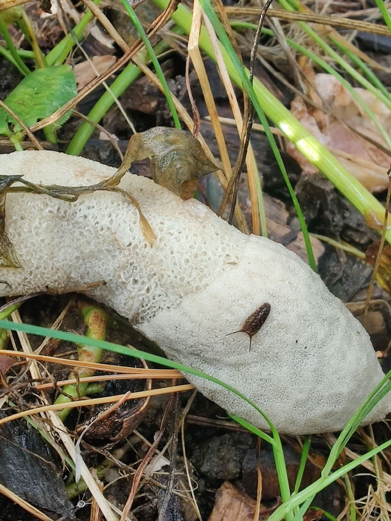 Phallus ravenelii · October 2025 · photo: © jp_acres (iNaturalist, cc0)