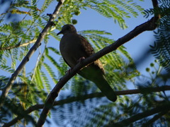Columbina talpacoti