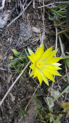 Mammillaria longimamma