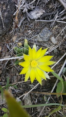 Mammillaria longimamma