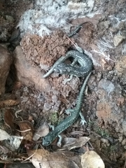 Aneides klamathensis