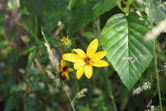 Bidens rubifolia