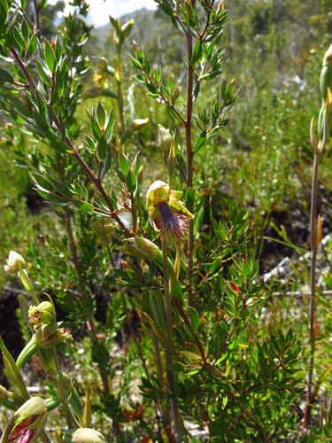Image of Calochilus herbaceus by no rights reserved