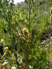 Calochilus herbaceus