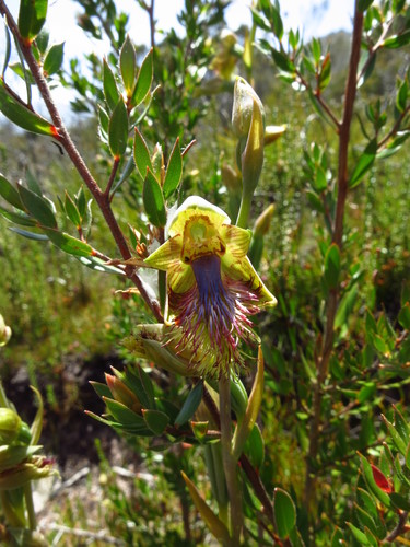 Image of Calochilus herbaceus by no rights reserved