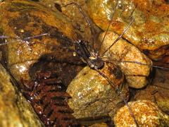 Forsteropsalis