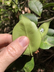 Alyxia magnifolia