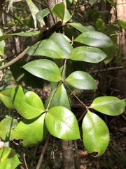 Alyxia magnifolia