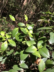 Alyxia magnifolia