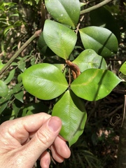 Alyxia magnifolia