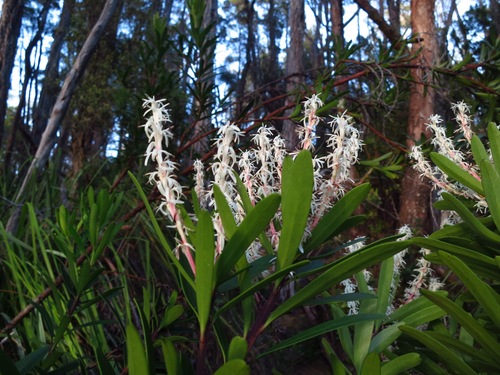 Image of White Waratah (Agastachys odorata) by no rights reserved
