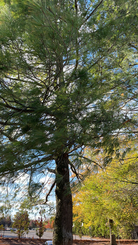 eastern white pine