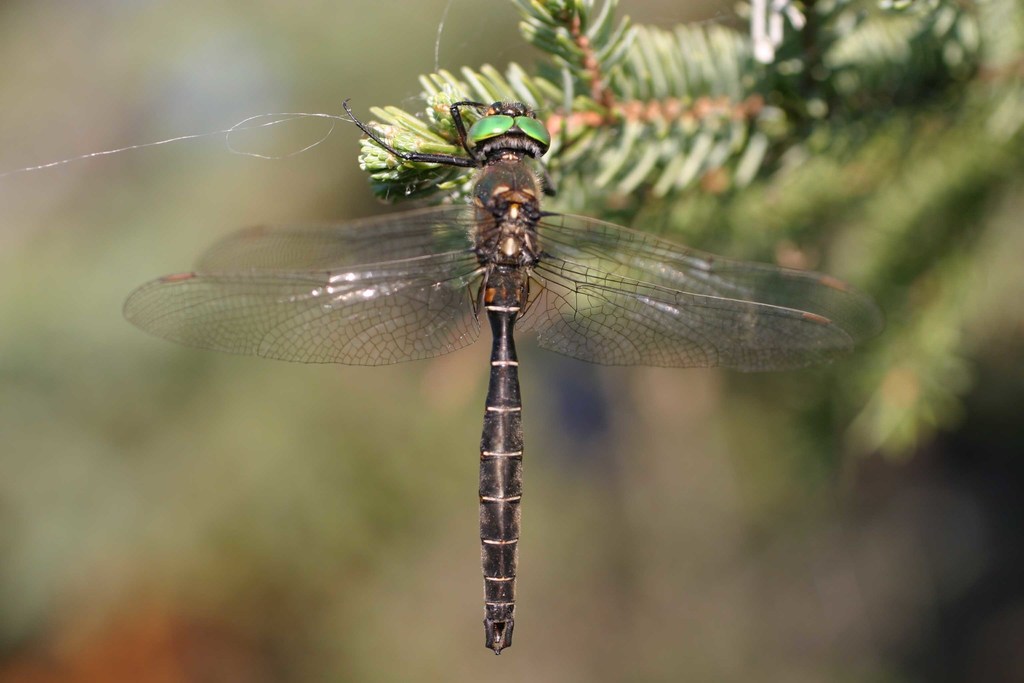 Hudsonian Emerald