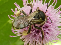 Macropis