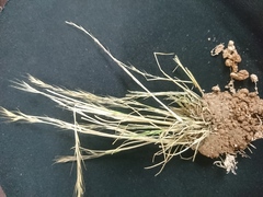 Muhlenbergia depauperata