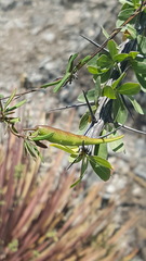 Metastelma lanceolatum